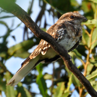 Ladder-tailed Nightjar